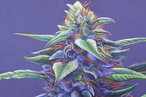 The Top Cannabis Strains of 2024: A Flavorful and Potent Lineup